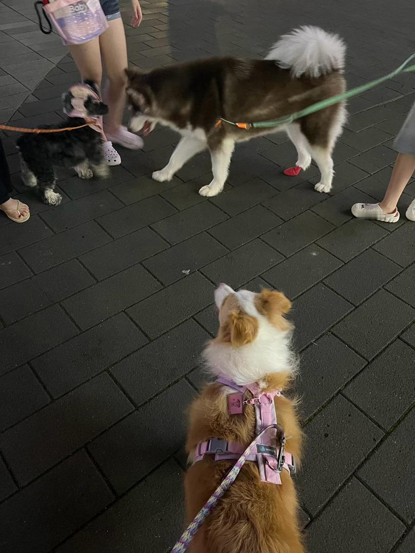 阿岁社恐狗设不倒千岁日记
