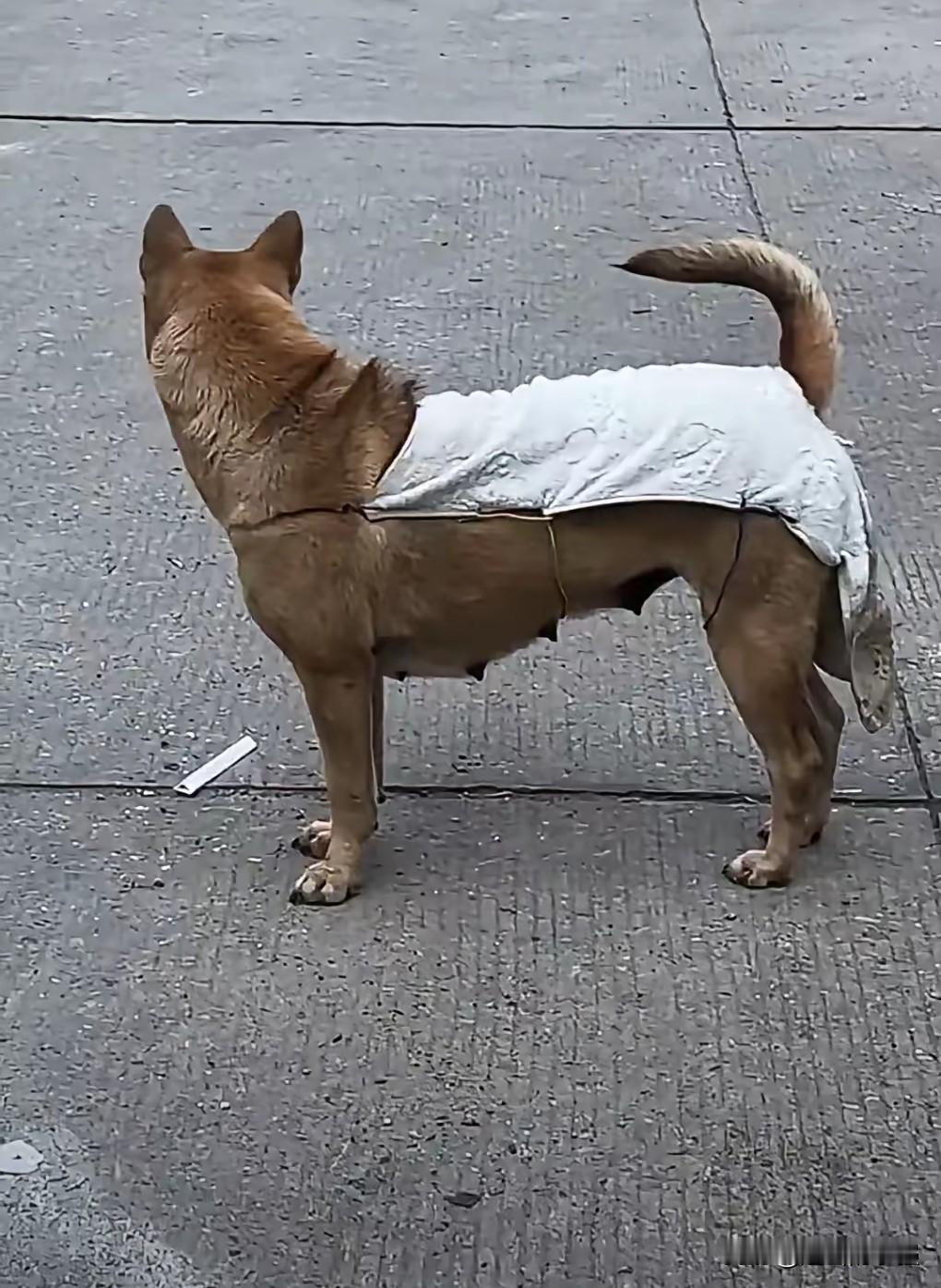 能想出这个方法的也是个人才。
为了防止母狗怀孕，竟然做了一件衣服挡住。
我真是开