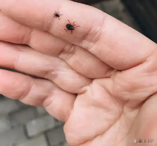 东北老辈人谈之色变的“草爬子”，正在成为城市户外人看不见的杀手

黑龙江29岁女