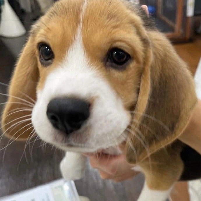 还在赏味期的小比，给你闻闻[doge] ​​​
