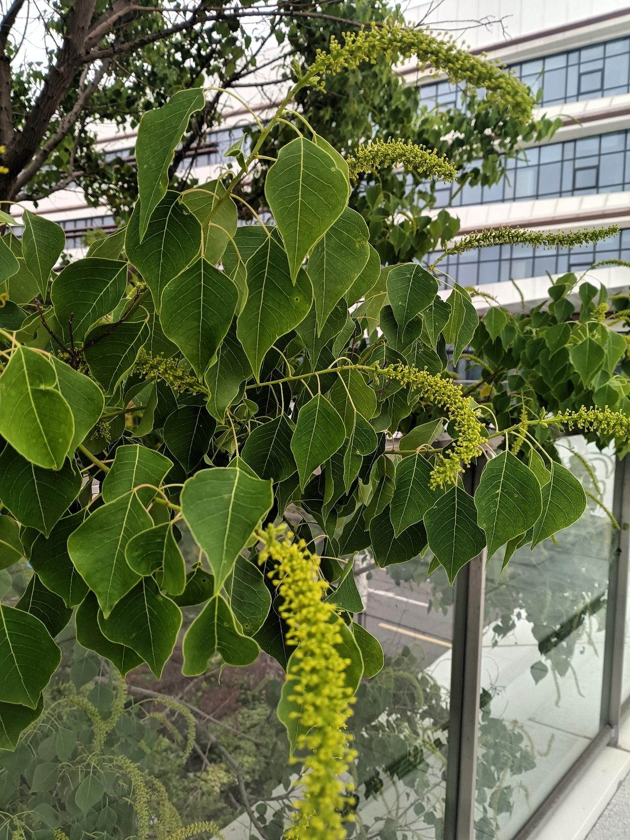 乌桕新叶翠绿舒展，嫩黄花穗垂挂枝头。枝叶挨挨着楼宇，生机盎然，为钢筋楼宇添了一抹