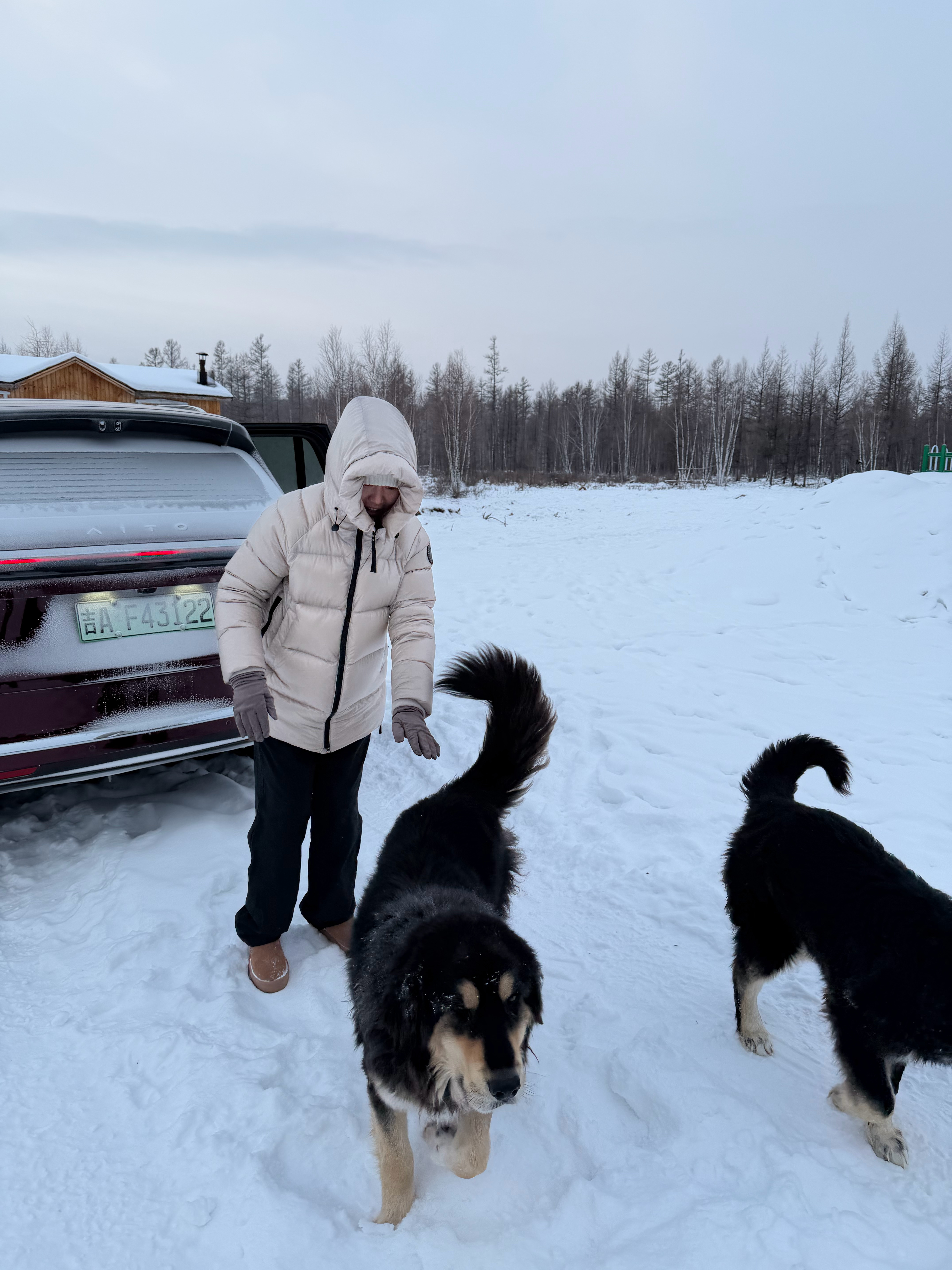 一早上被小动物包围啦，蒙古獒可爱亲人特别乖巧，运气特别好遇到了驯鹿群回家，我还被