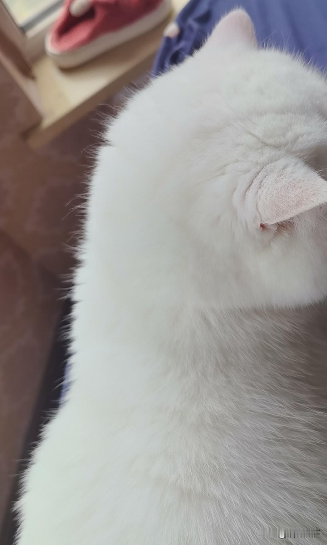 最喜欢我家猫咪的背影
像个棉花糖一样

猫系萌照 猫咪ø 猫咪大片照 萌宠之家的