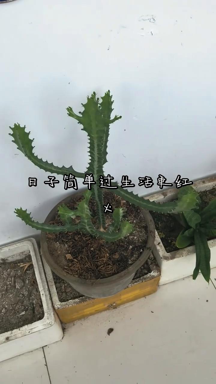 日子简单过，生活单红火。