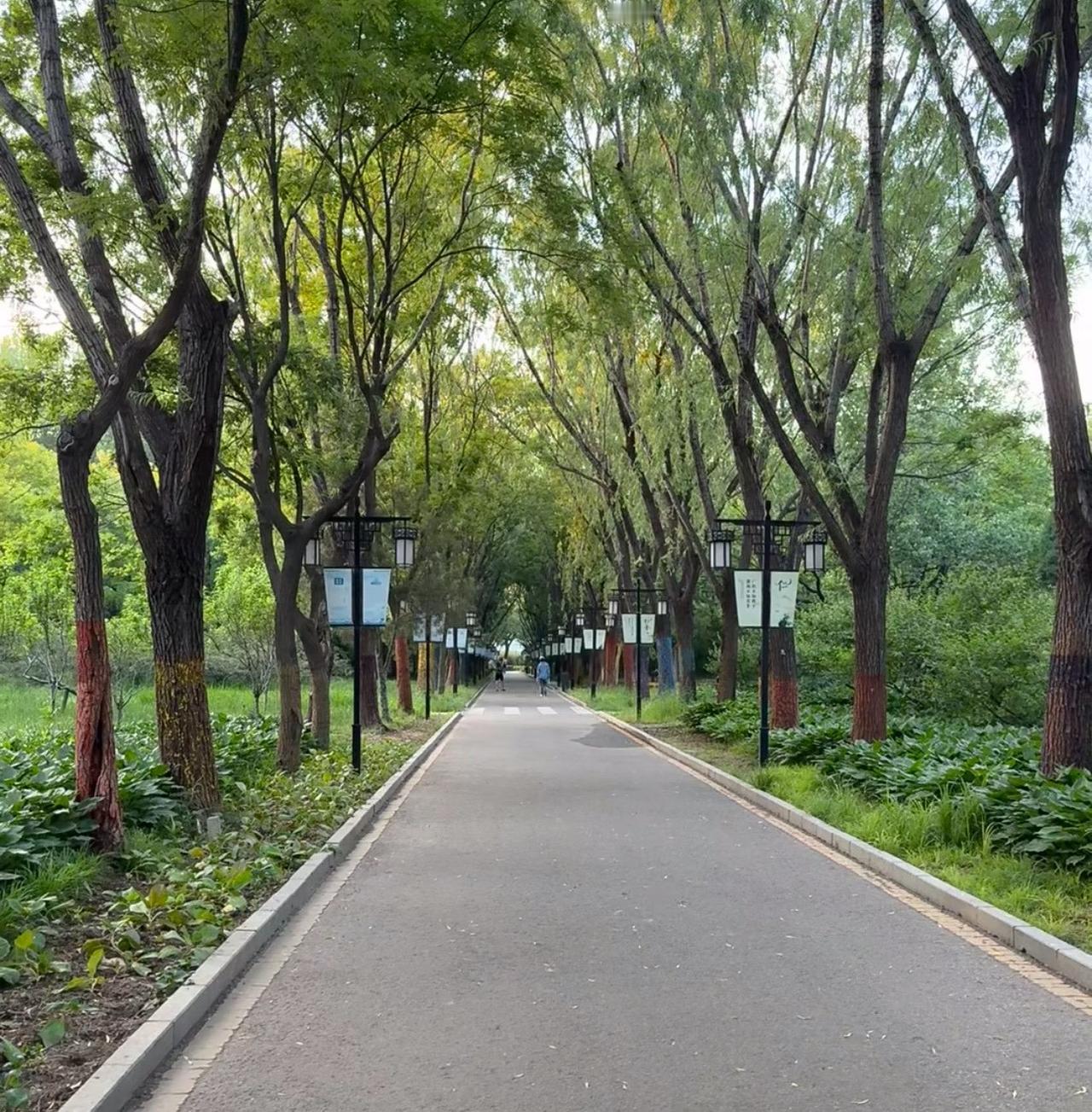 天然氧吧，枝繁叶茂，满是草木清香，还能听鸟鸣白噪音。清晨或日落来最佳，空气清新、