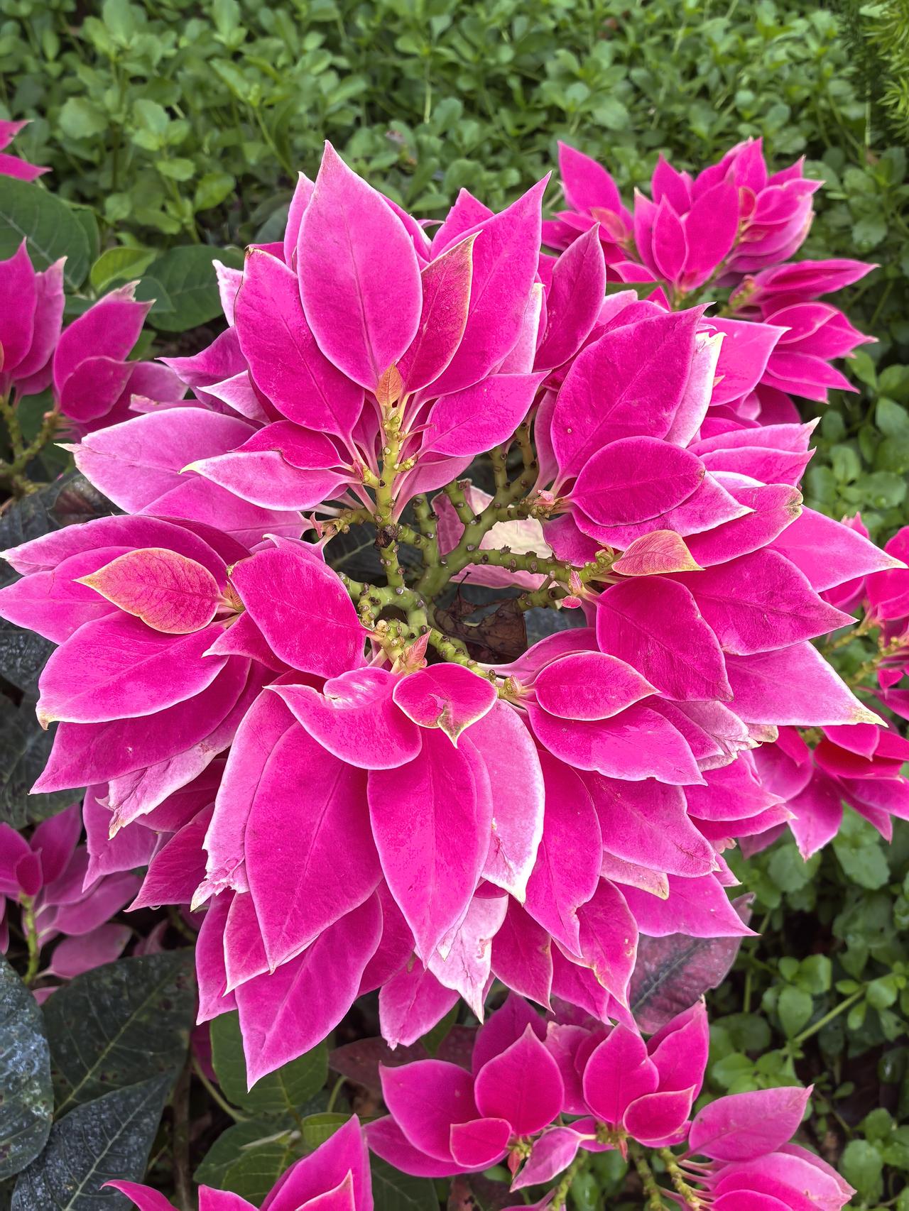 “粉红公主”，一品红家族的后起之秀，为何能迅速蹿红，成为当家花旦？
超高的外观颜