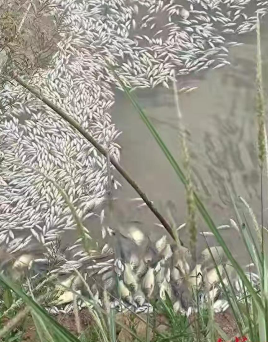 云南曲靖，甘某渔业养殖合作社的鱼塘突然被人挖开，鱼塘里的鱼大量进入河里，剩下的都