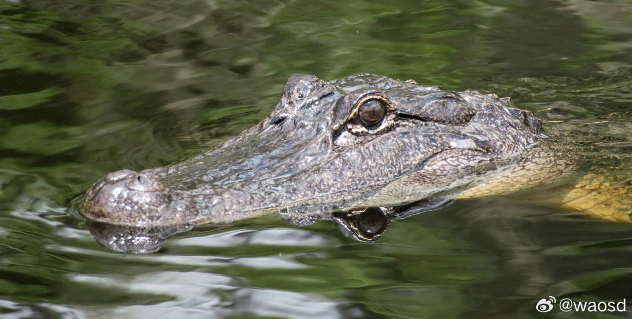 我们养了两万条扬子鳄，却找不到地方放它们回去它们是鳄鱼，但和非洲的同类不一样。扬
