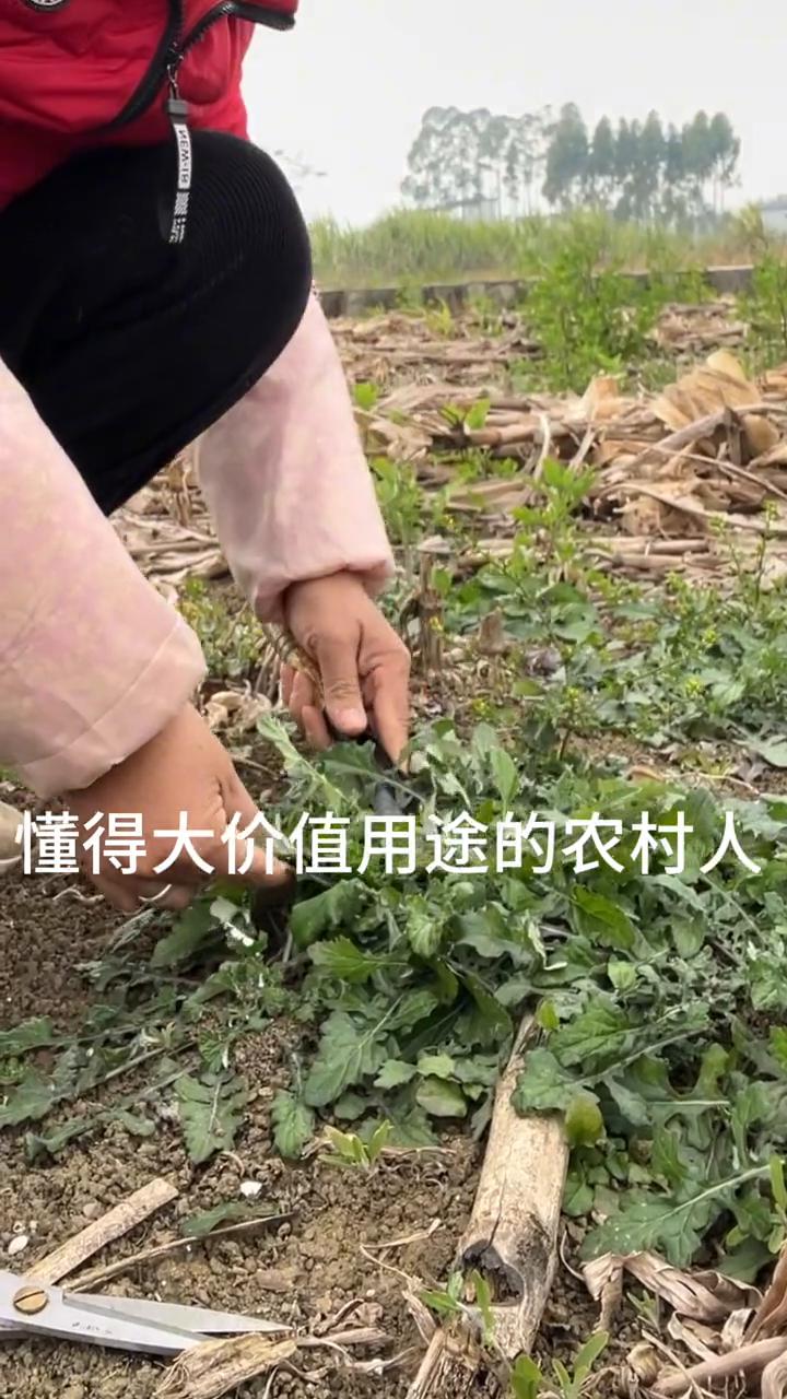 大家看，这个植物叫泥湖菜，它又叫石灰菜。它的价值用途非常的多，懂得大价值用途的农