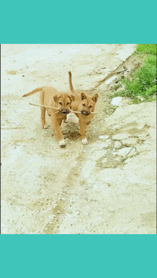 兄弟齐心，
老虎来了也吓飞！