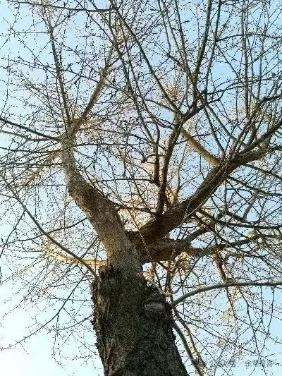 天净沙·桑梓老槐
霜风落尽槐衣，
寒枝傲展风姿。
高唱清歌韵驰。
待春归至，
叶