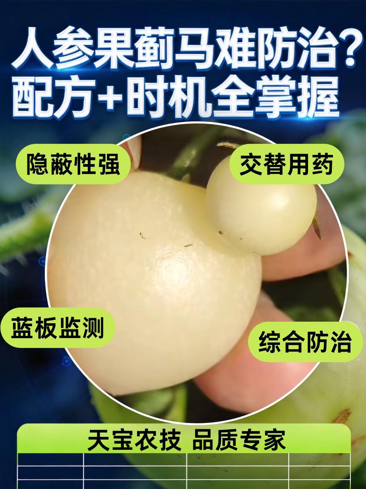 人参果蓟马难防治？配方+时机全掌握。人参果种植 蓟马
