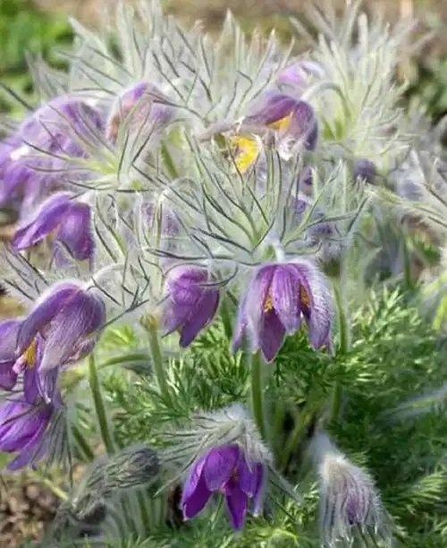 今年冬天的气温实在反常，山东多地直接飙到20℃。

我们这儿气温没有山东高，但也