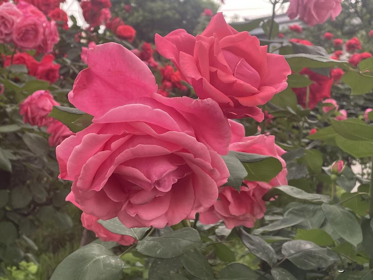 【七绝•立夏】
立夏人言花事了，谁知月季刚开好。
红尘有矩偶失常，不到时辰别道早
