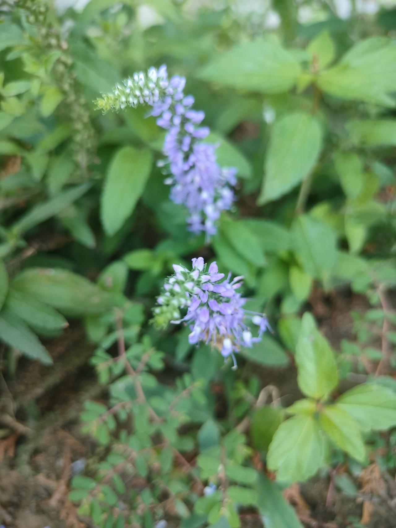 夏天随手拍的绿植这个野花原来叫土藿香花，不由得让我想起藿香正气水。你认识这个花吗
