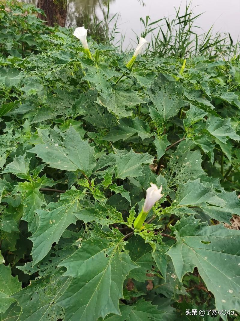 止咳偏方竟成“蒙汗药”？小区误采曼陀罗煮水，家人险丧命。
近日，广东汕头一位老人