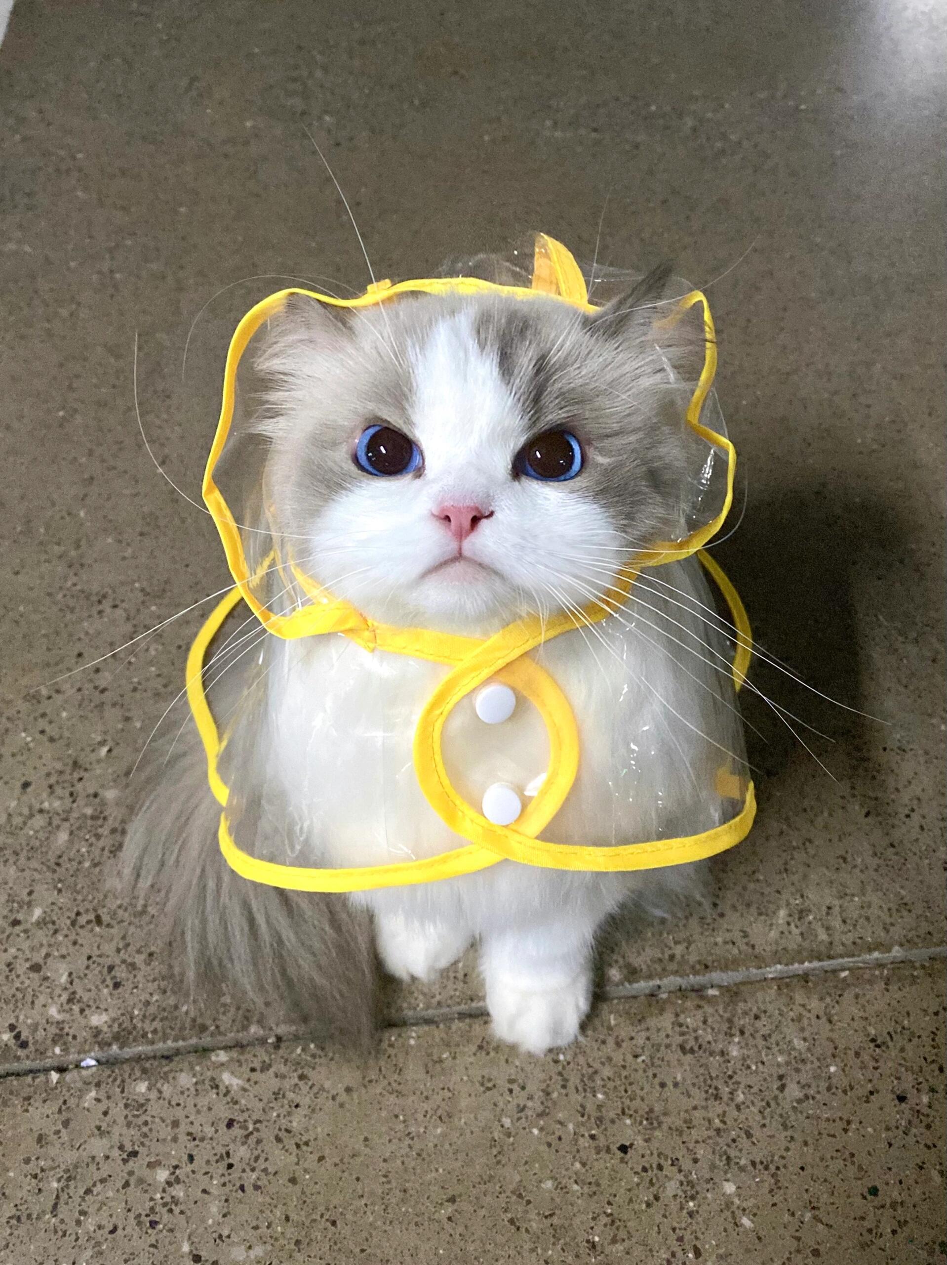 雨下的再大也得遛猫||骗他车库里遛遛还不愿意回了 嫌弃玩的不尽兴 ​​​