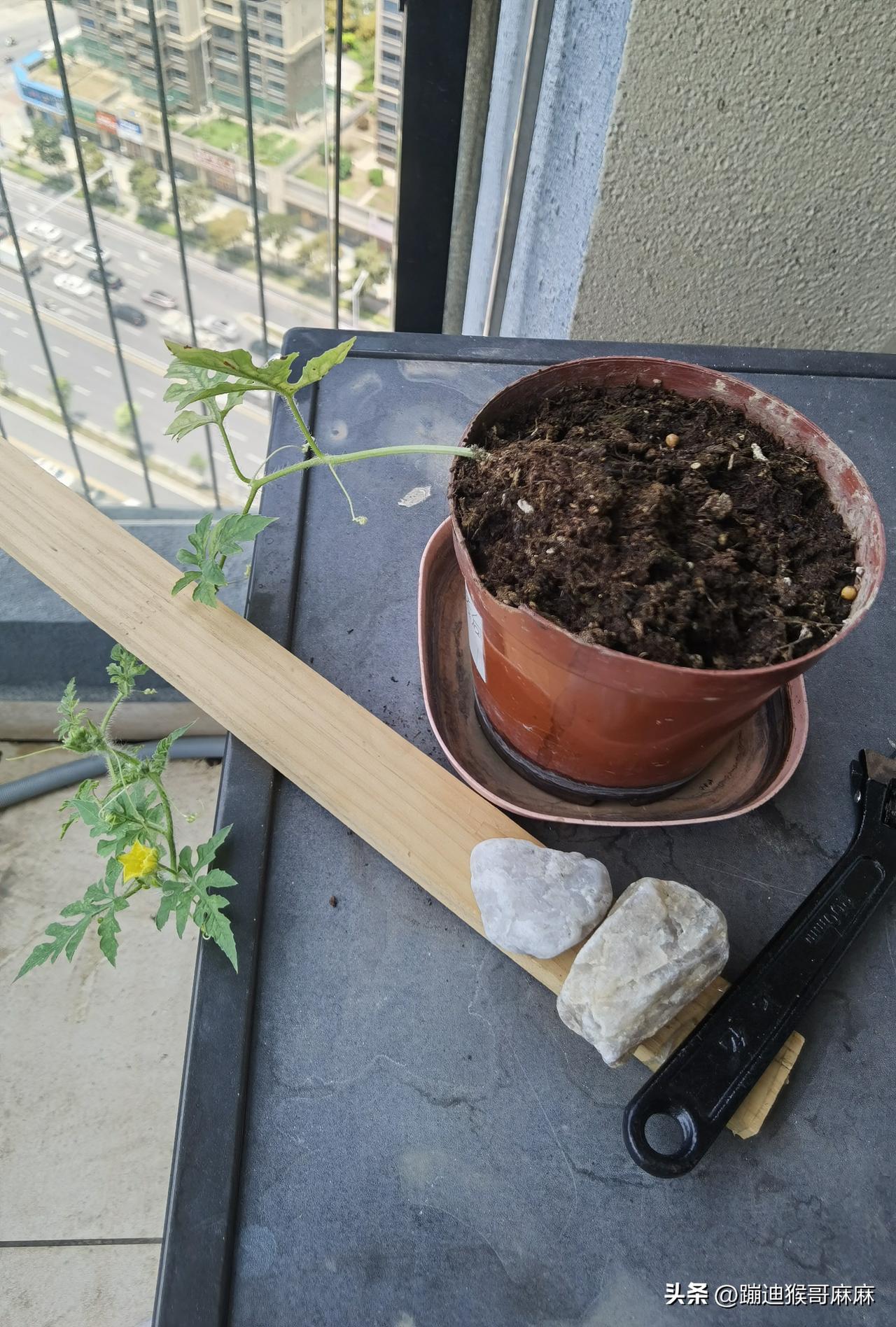 夏天吃西瓜那叫一个爽！抱着半个瓜，拿着勺，挖着吃，冰冰凉凉超解暑。可西瓜这玩意儿