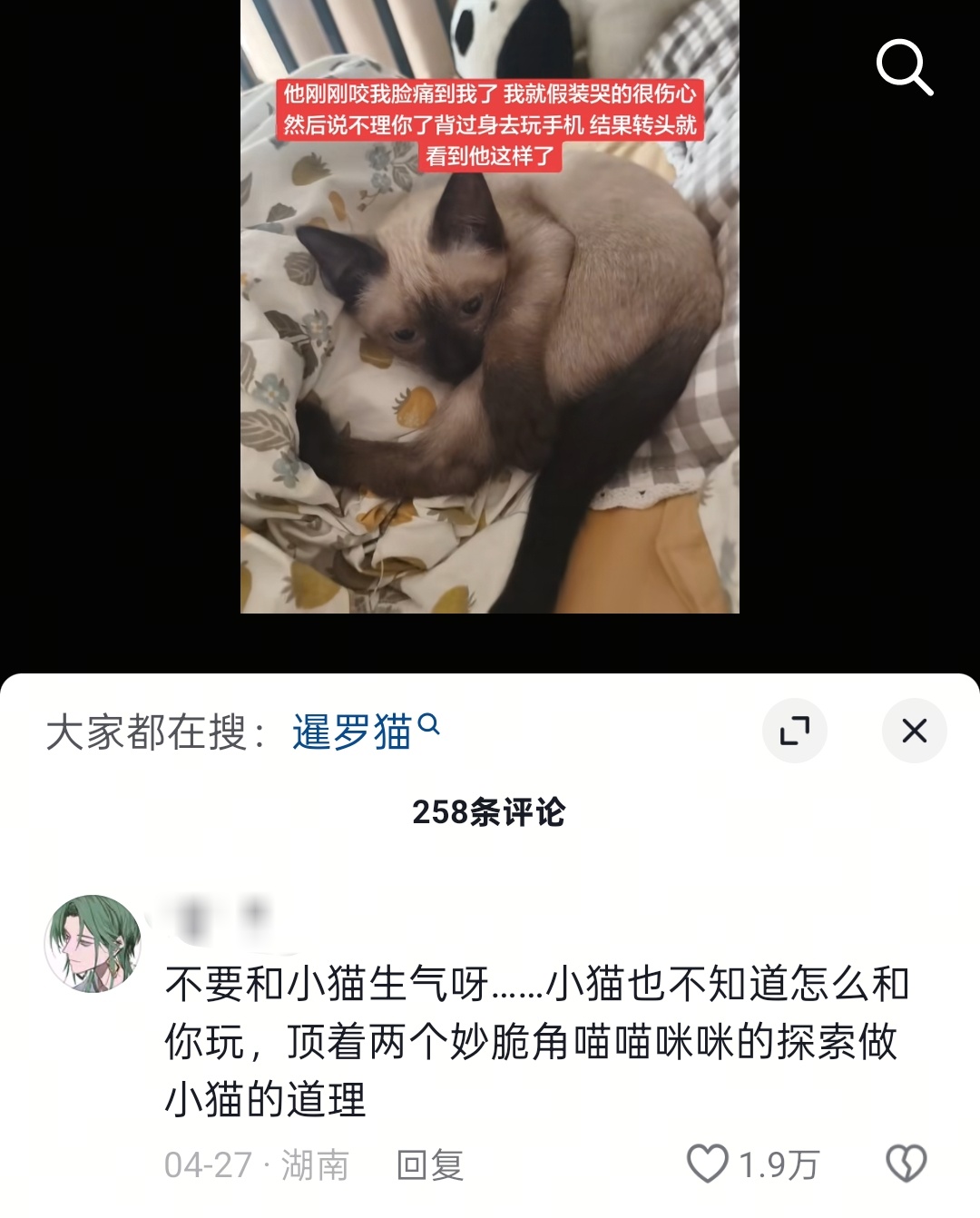 看的我萌吐了 小猫真是个美好的生物 