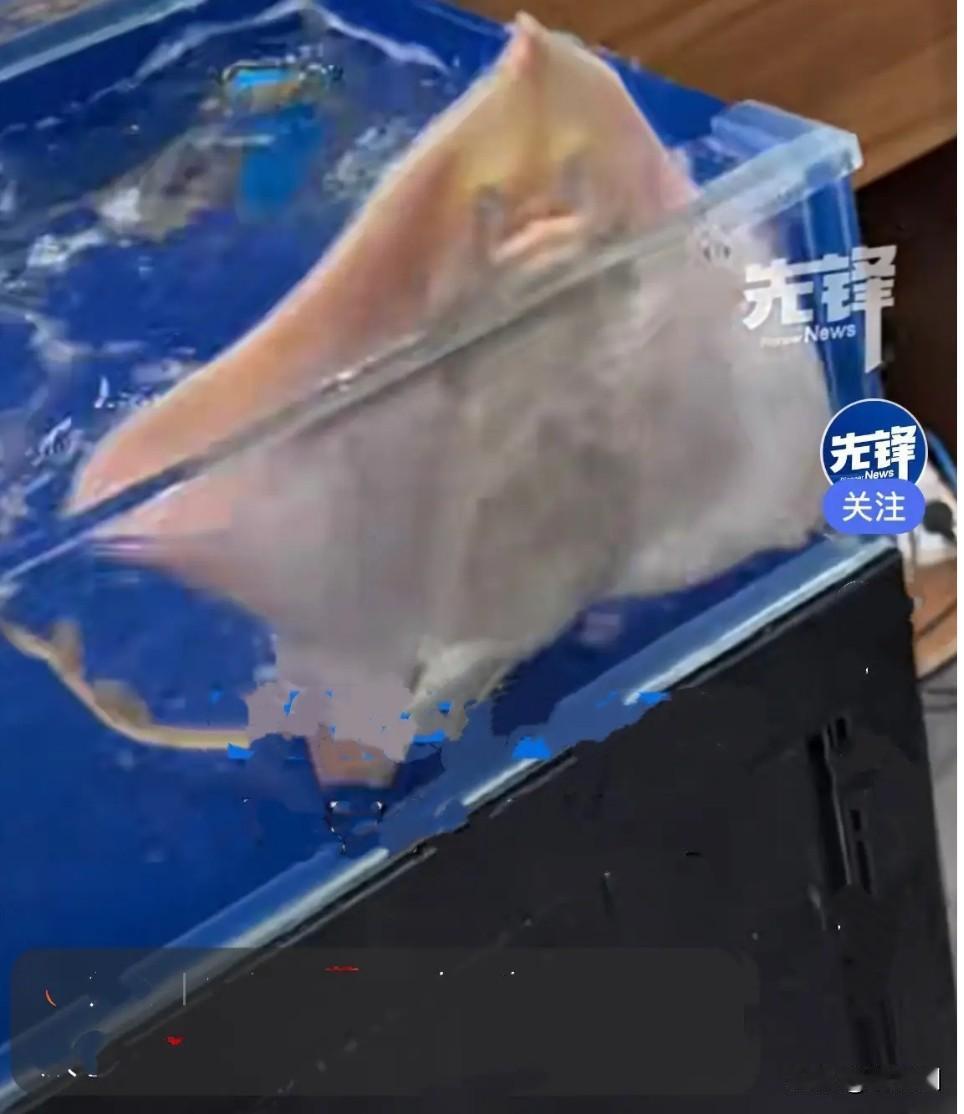 饭店喷水鱼获1000万网友围观“它不是在调皮捣蛋，只是在努力呼吸求救。老板人真的