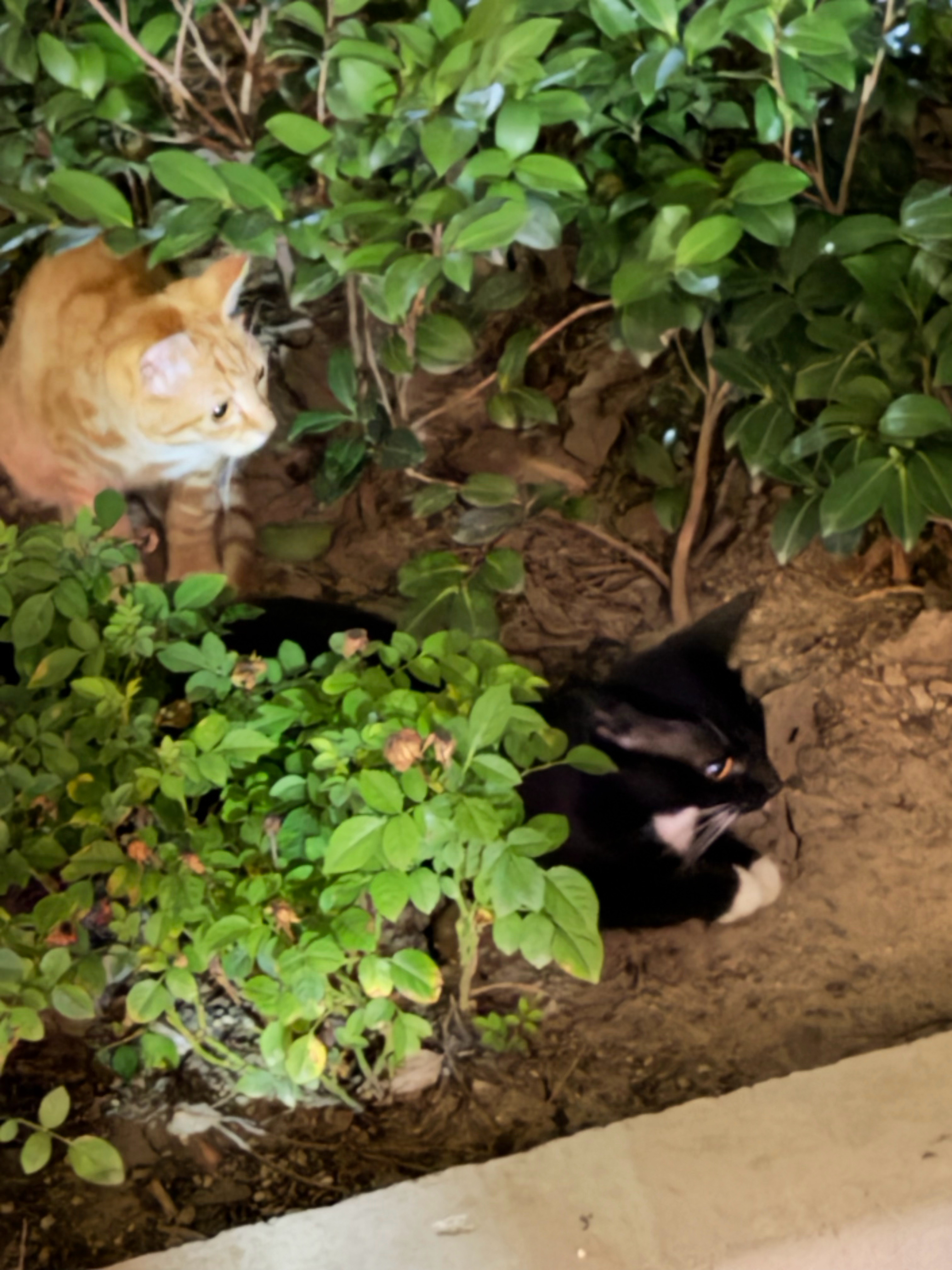 实时猫情 小奶牛～牛多奶少～～ 
