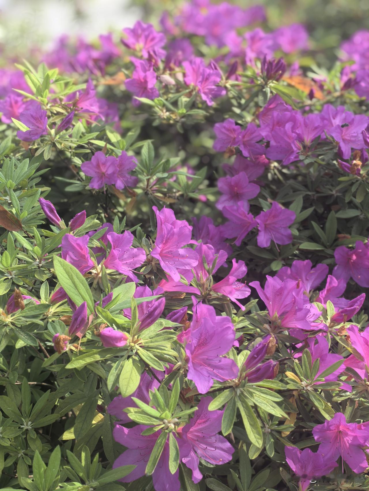 醒得早，外面像是在下雨，还不算小，伴随着雷声。但气温并未降，我身上热呼呼的，脚心