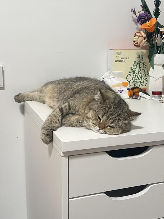 世界破破烂烂，猫咪缝缝补补