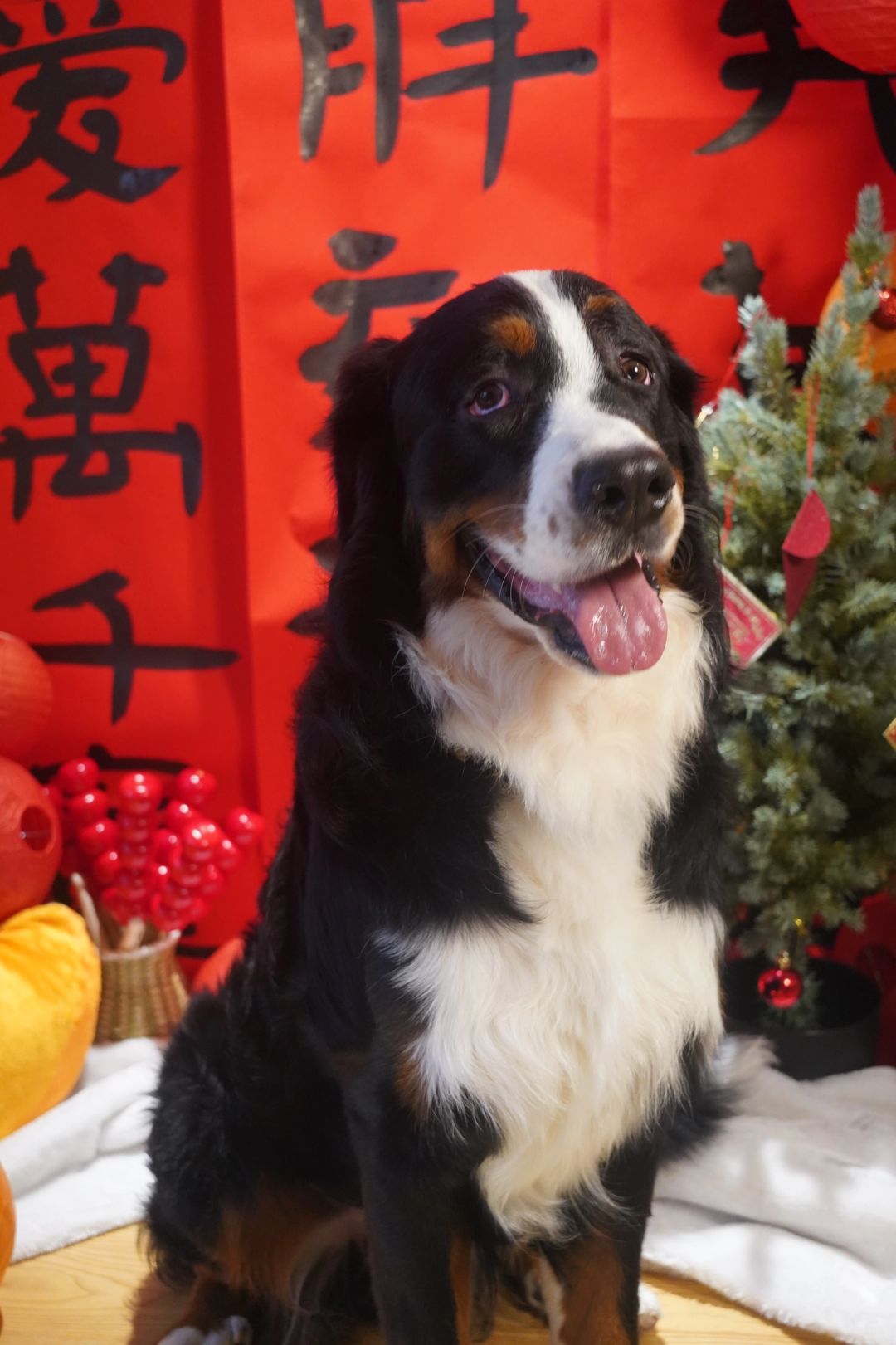 听ee们说过年能吃好多好吃的