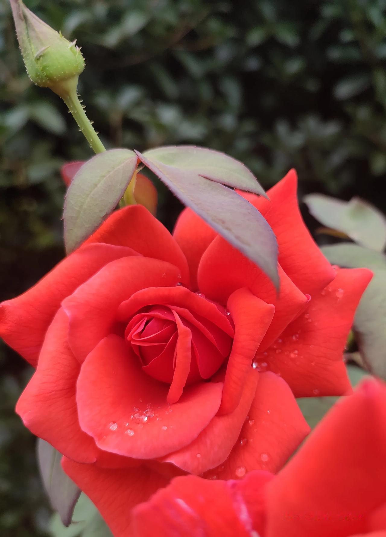 分享一张随手拍的花