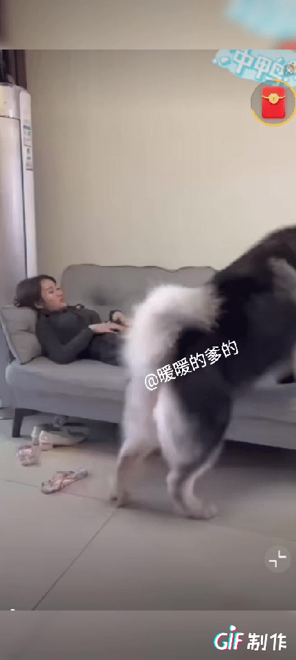 我都不理解
为啥小女孩非要养这么大🐶