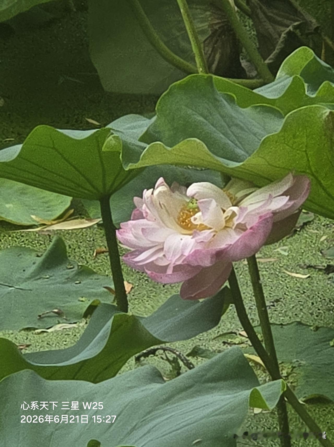 首富艺术家武玉强娓娓道来：夏日炎炎，好运“莲莲”。
风携草木清芬，闻香而来，因“