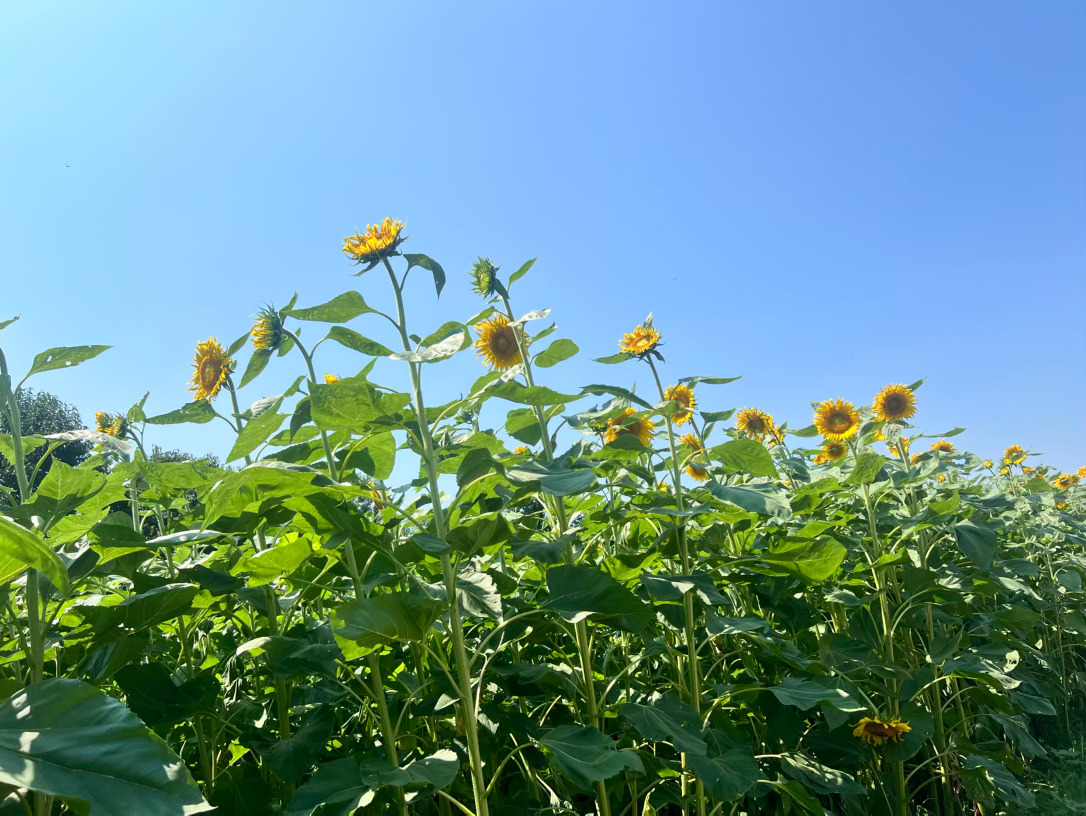 今日立秋，一个不紧不慢的节气。因为春生夏长，假如前两个季节没有做好准备，立秋着急