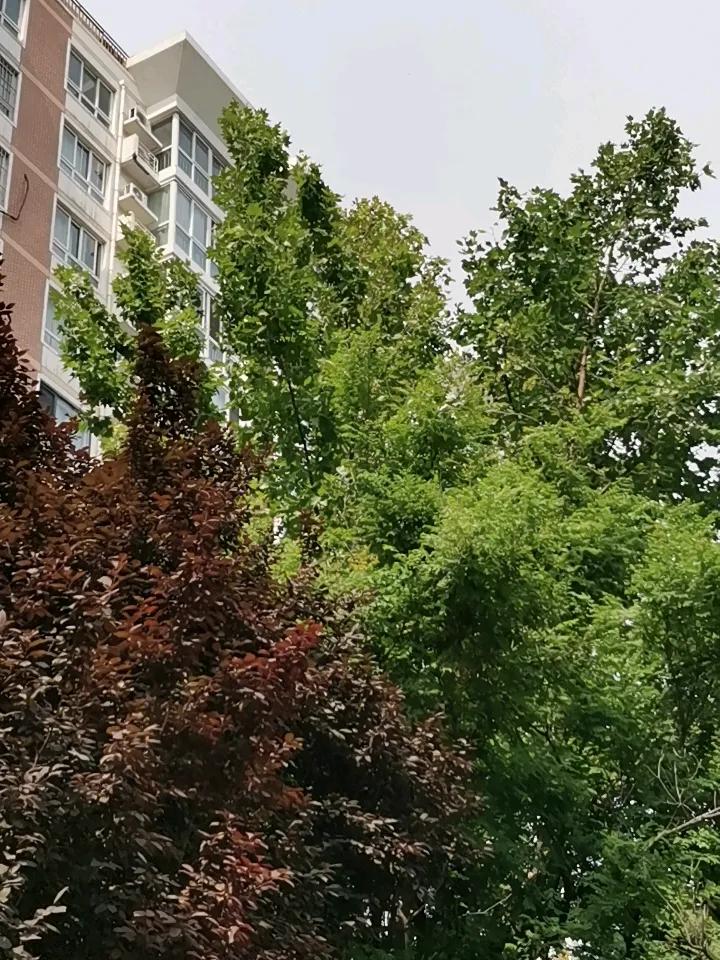 绿树成荫，
鸟儿鸣叫，
这不是公园，
这是一个居民区。
早晨鸟儿叫声 鸟儿自然发