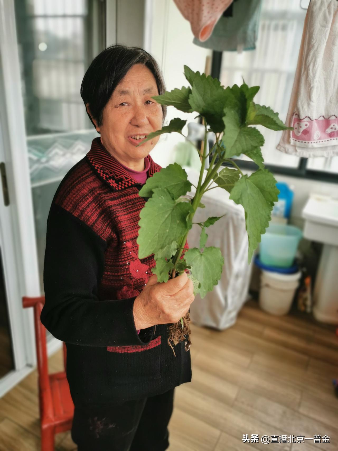 菜园里不肯停歇的母亲
 
老家的菜园，是母亲放不下的牵挂。
 
总劝母亲年纪大了