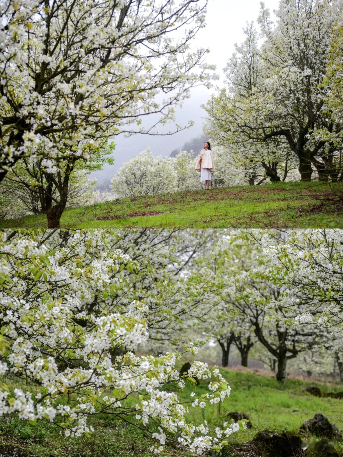 🍃是谁还没发现连州这个神仙春游地！
梨花花海、溶洞奇观、凌空红桥、山水画境、特
