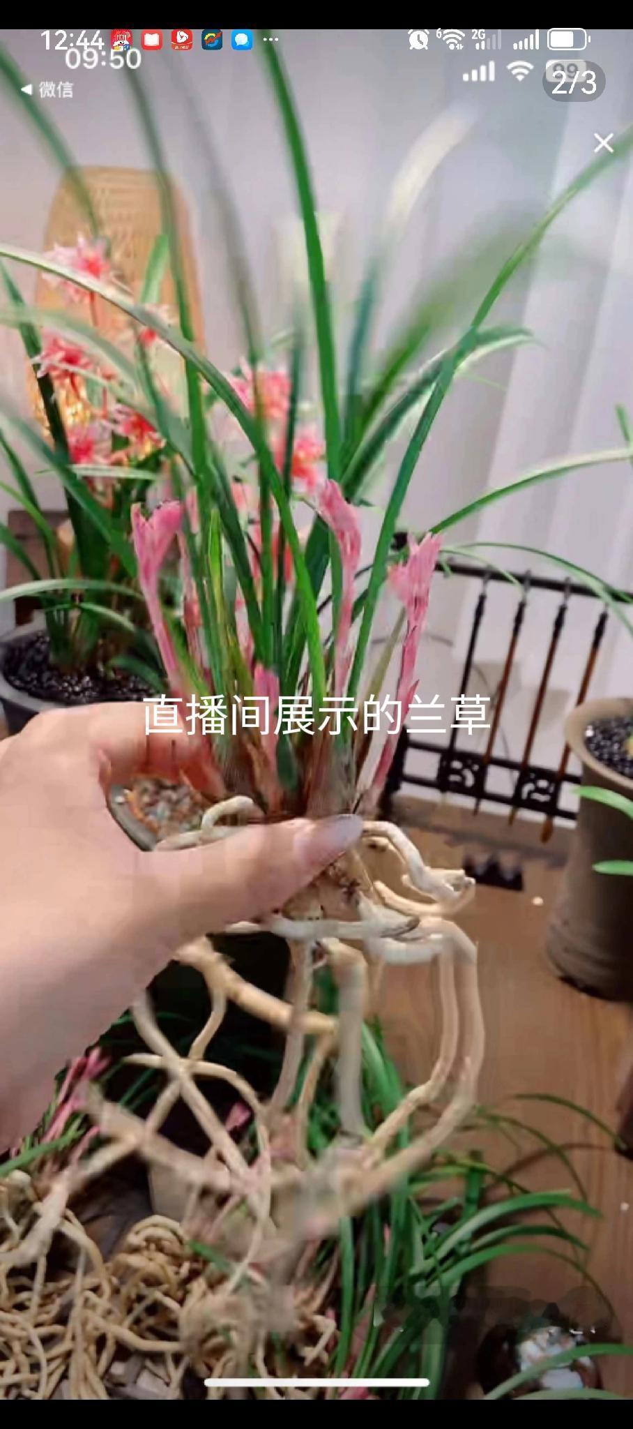 宝子们，你在直播间购物踩过坑吗？
三天前，在直播间买了株兰花，名字好听叫“中华红