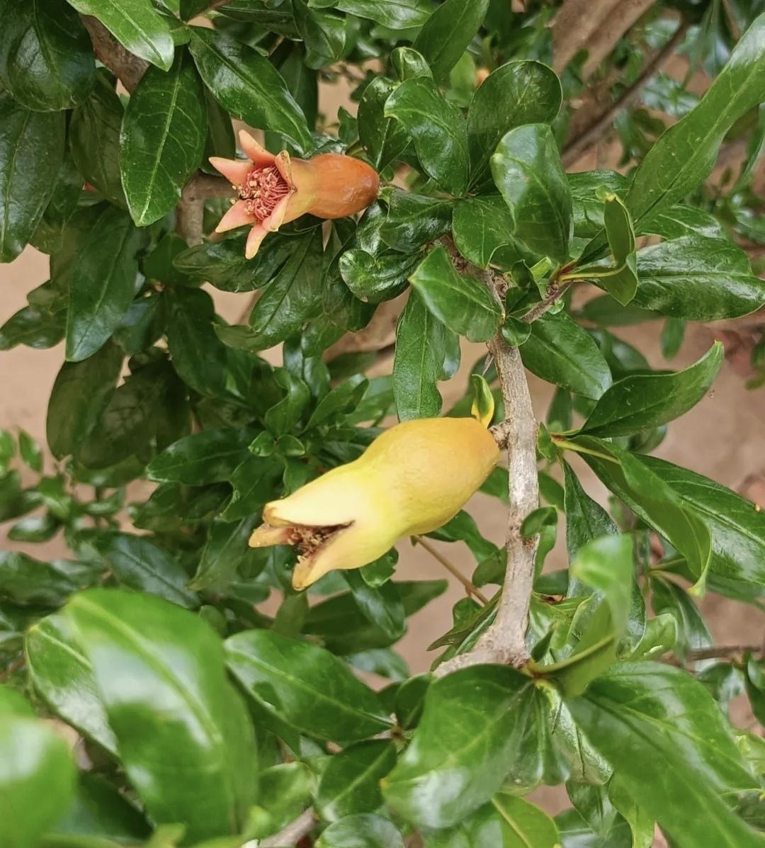 太好吃了云南人都在吃[爱慕]食中的美食味道棒棒哒[强]吃过的都是赞不绝口 还可以
