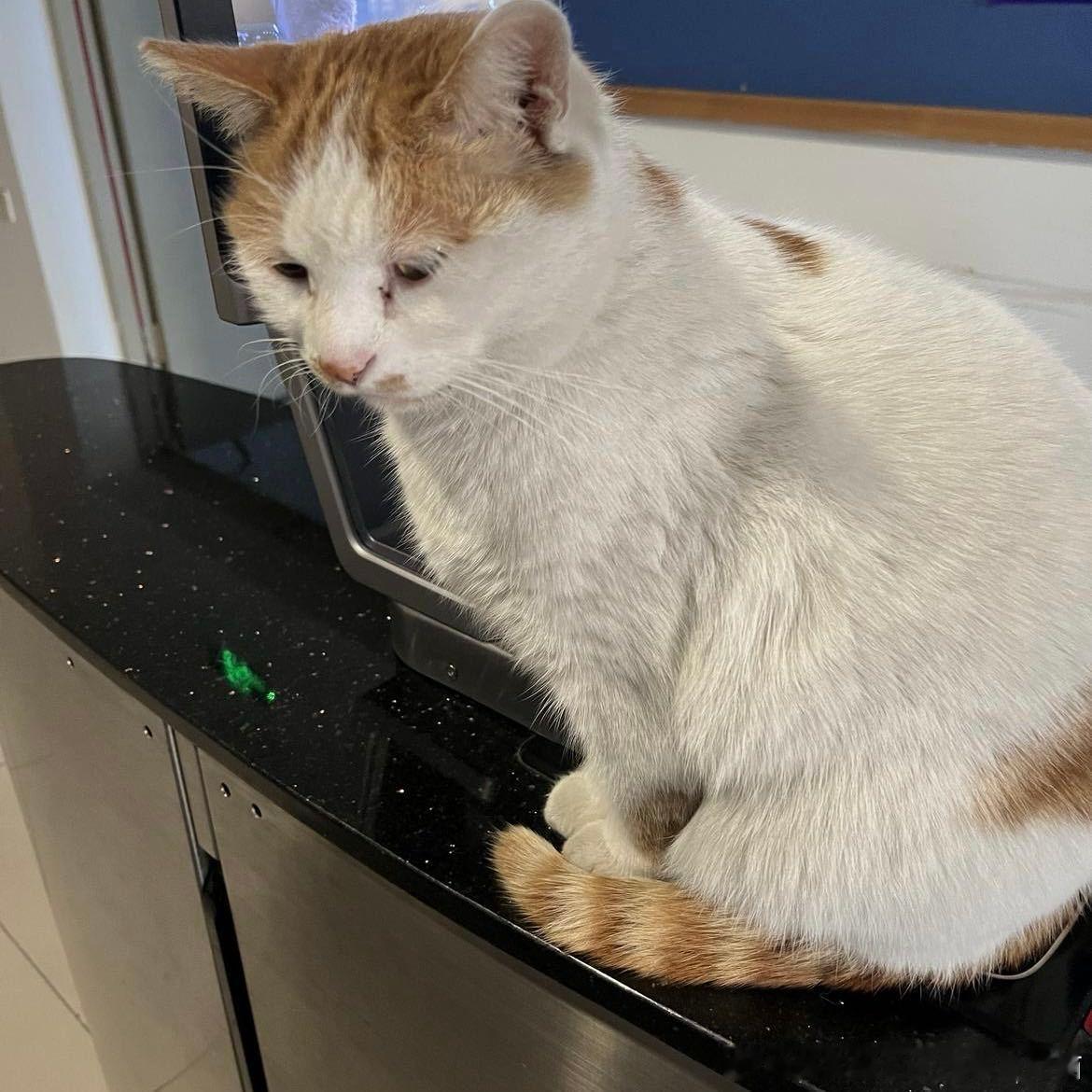 49323【丑猫】睡觉翻白眼 