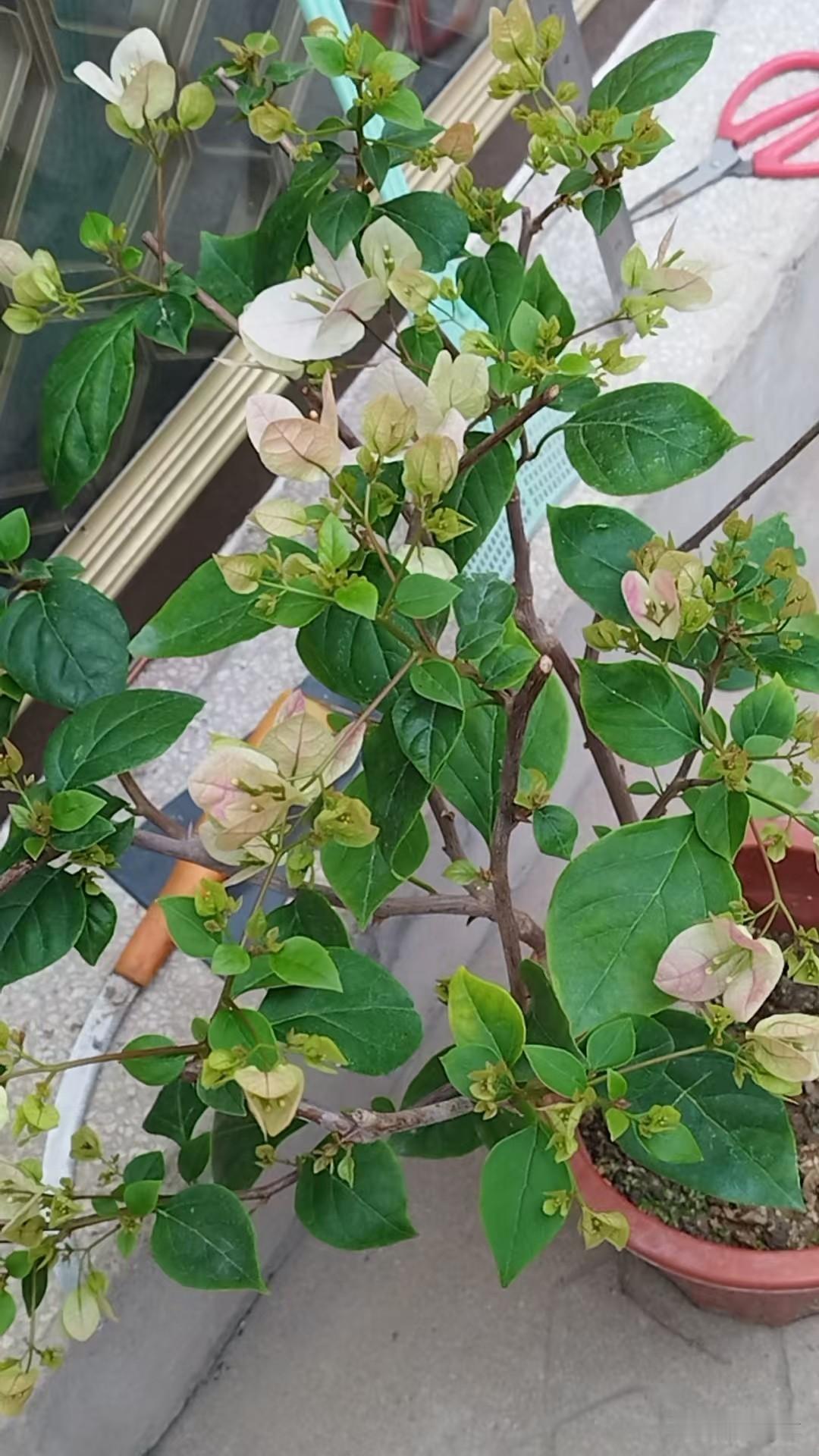 三角梅真能开，活脱脱一部永动的开花机器[大笑]