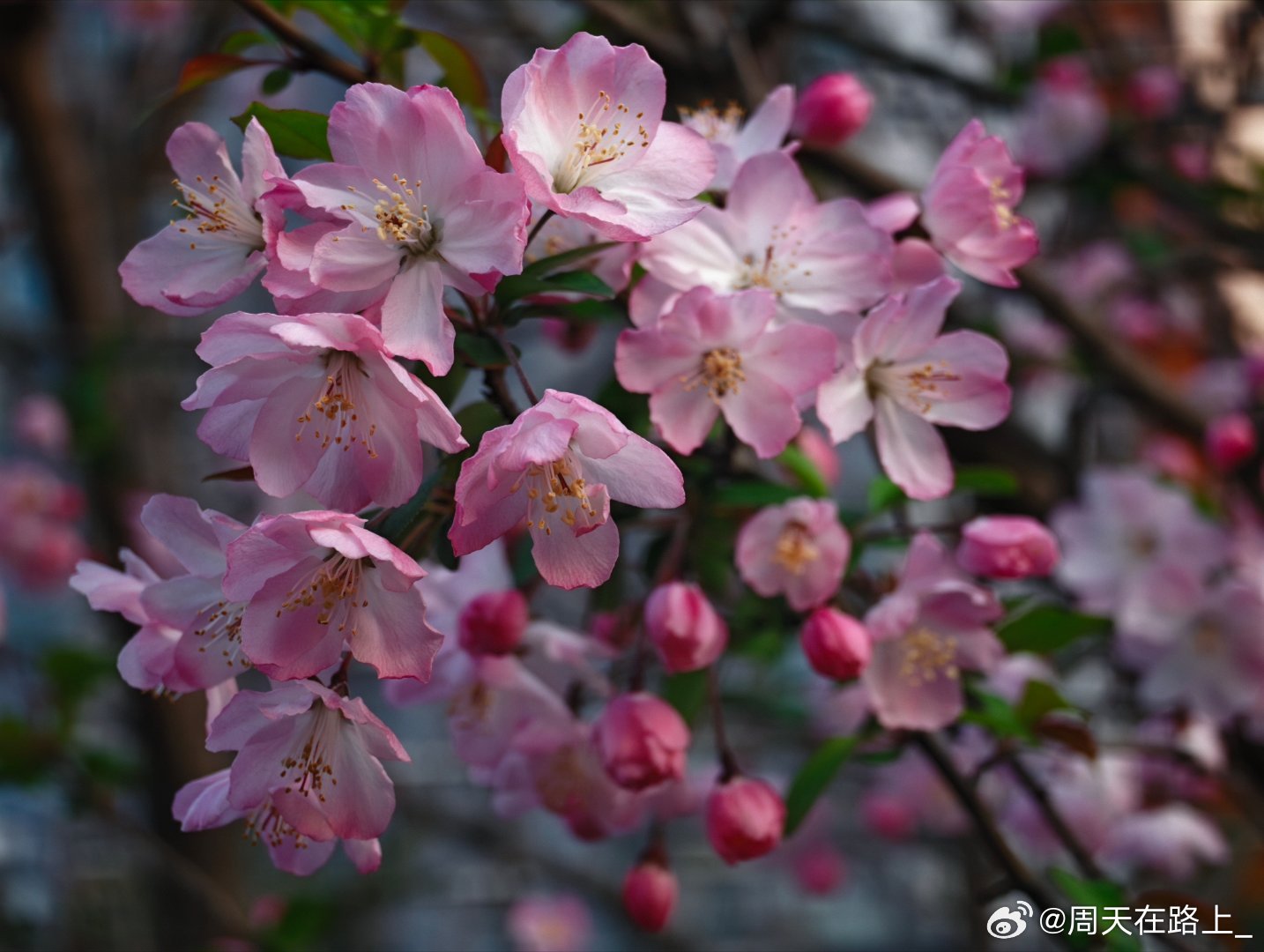 这两天路边随手拍了点桃花和夜樱确实感觉以中国人的审美可能会更喜欢灼灼其华的桃花而