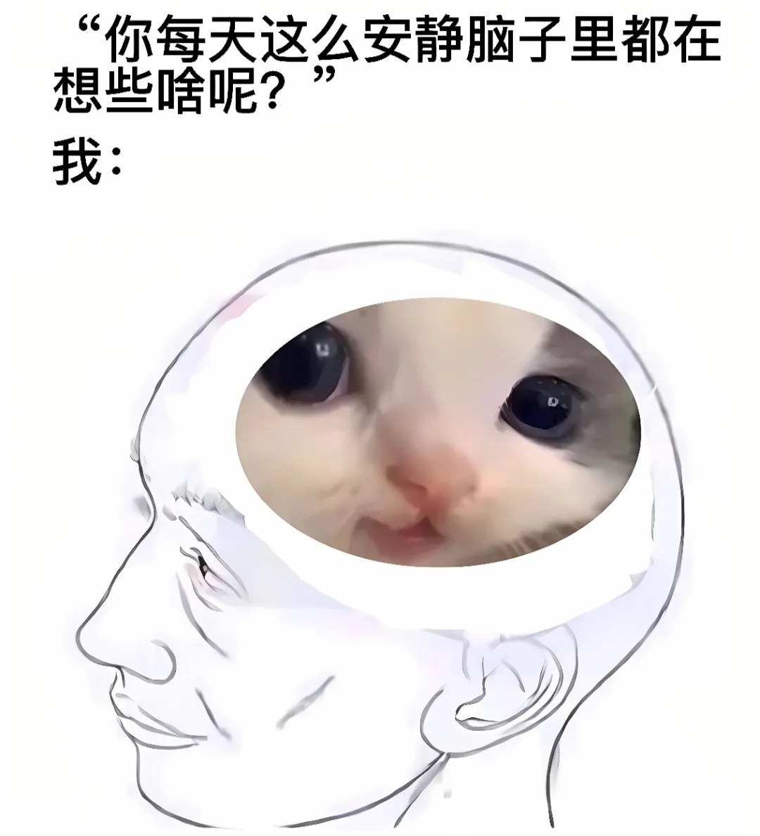 happy～happy～happy~ 一些猫meme  / 