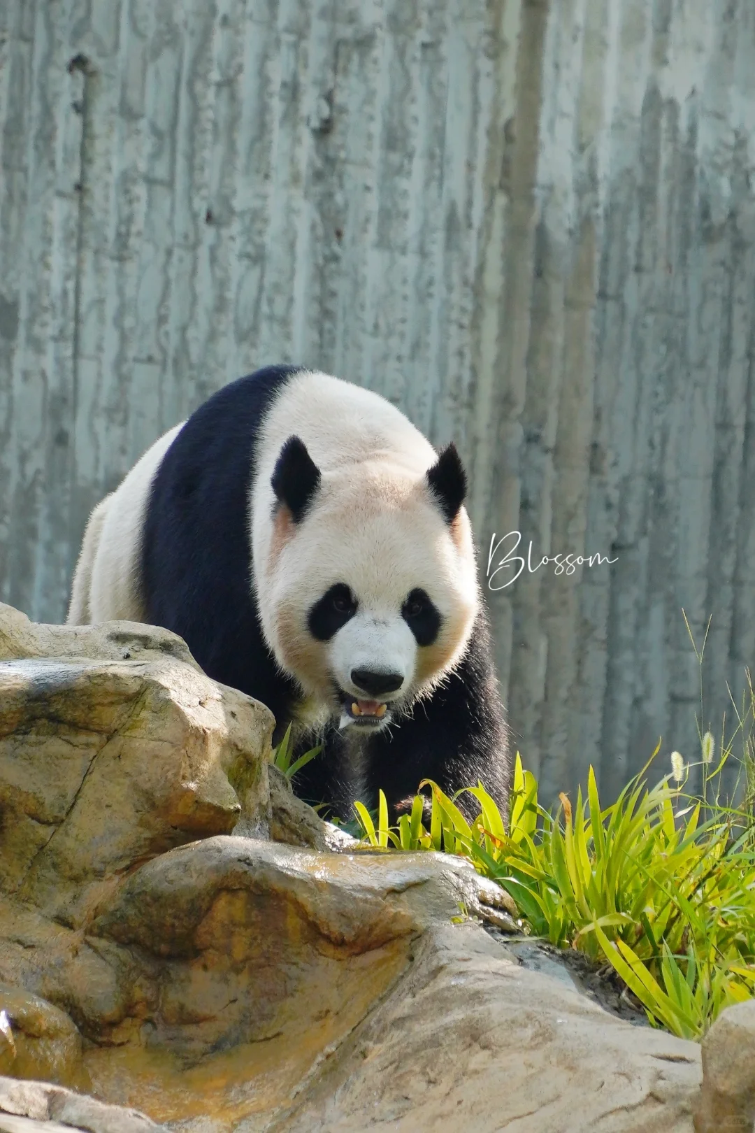 240808 壹壹，星光馆上新的中心熊熊