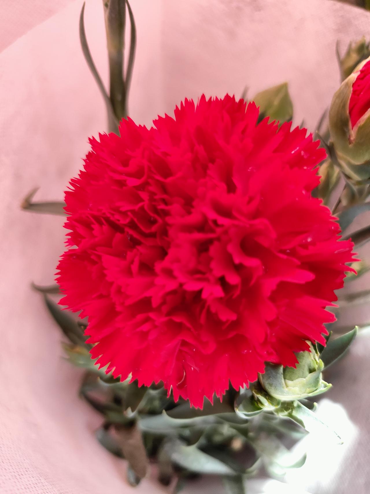 2. 鸿运当头，花开呈祥。红色康乃馨热烈绽放，像极了心底那份滚烫的爱与敬意。把这