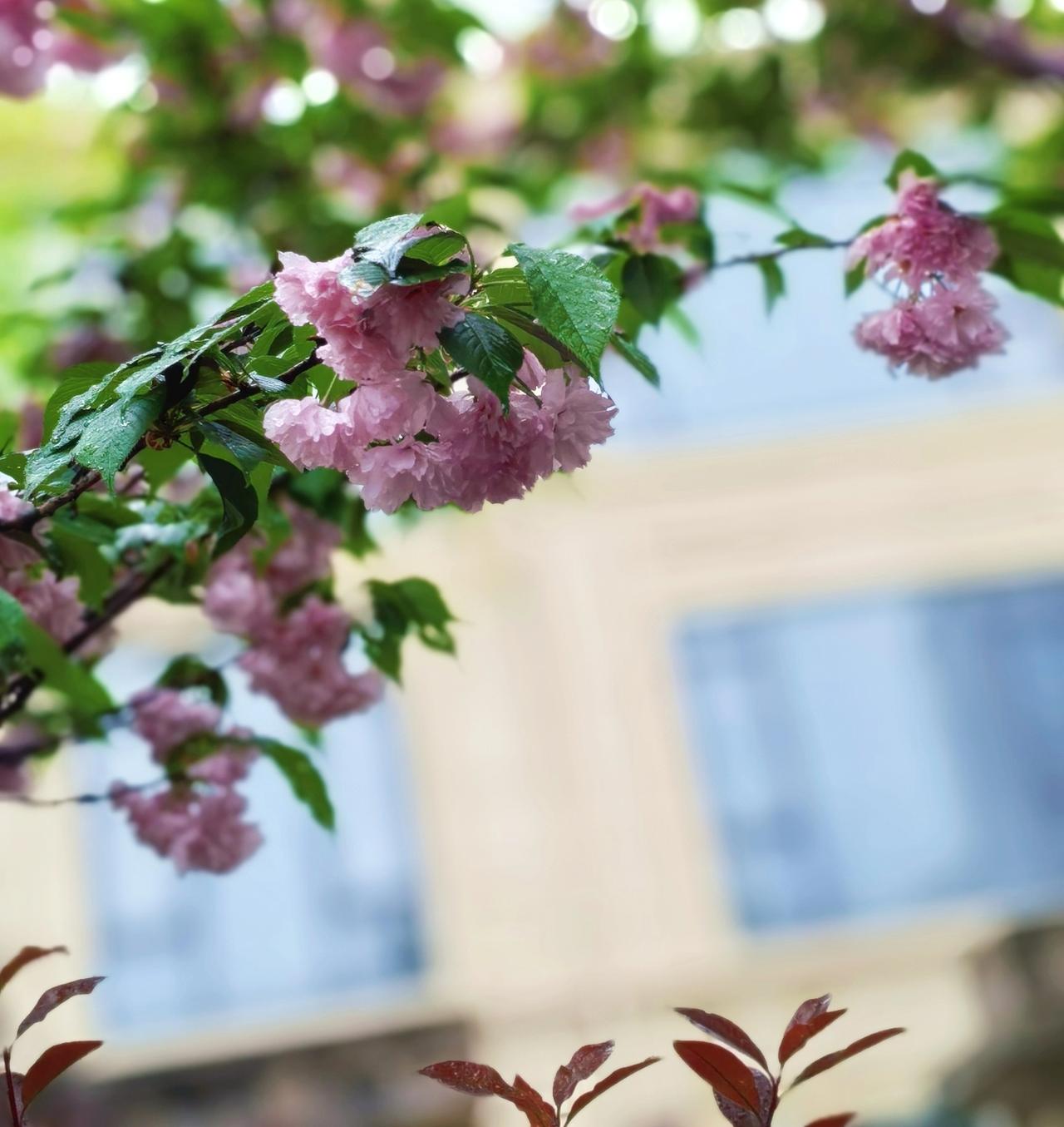 花在枝头打了个盹，
春就漫过了眼眸。