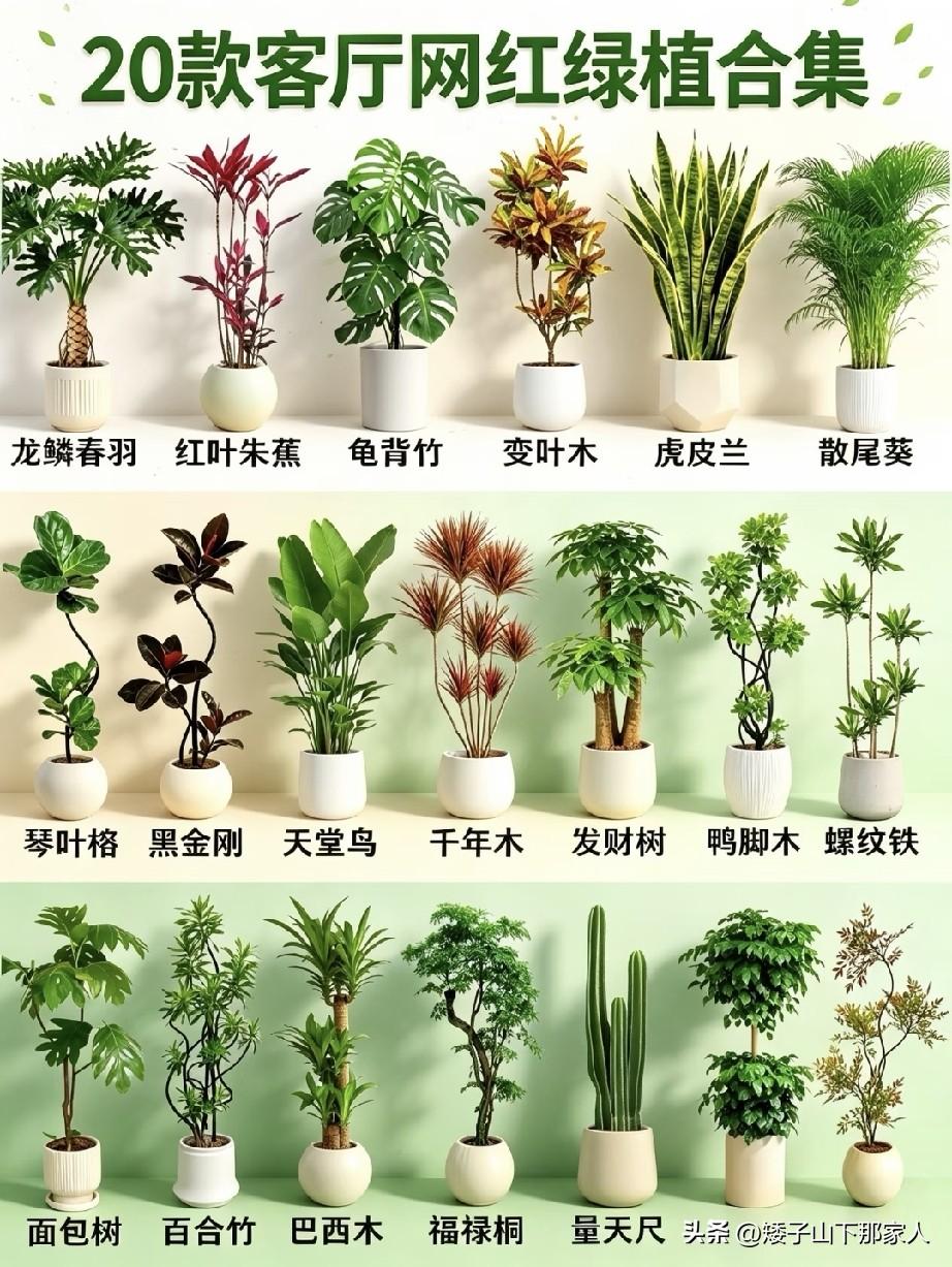 绿植一览，最后两种名字叫，幸福树，蓝天竹