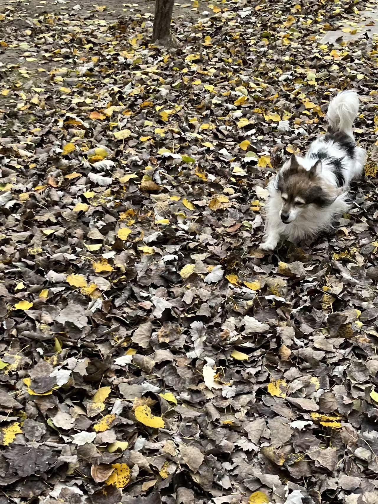 落叶美图秋天的落叶五彩斑斓，为秋日童话增添一份浪漫和神秘