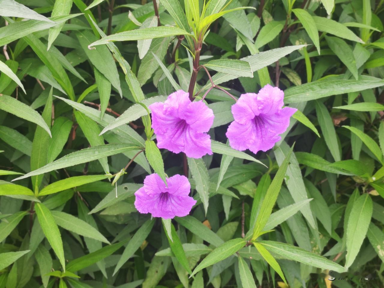 翠芦莉，又名蓝花草，也叫日日新。原产于墨西哥。它之所以被叫做“日日新”，是因为单
