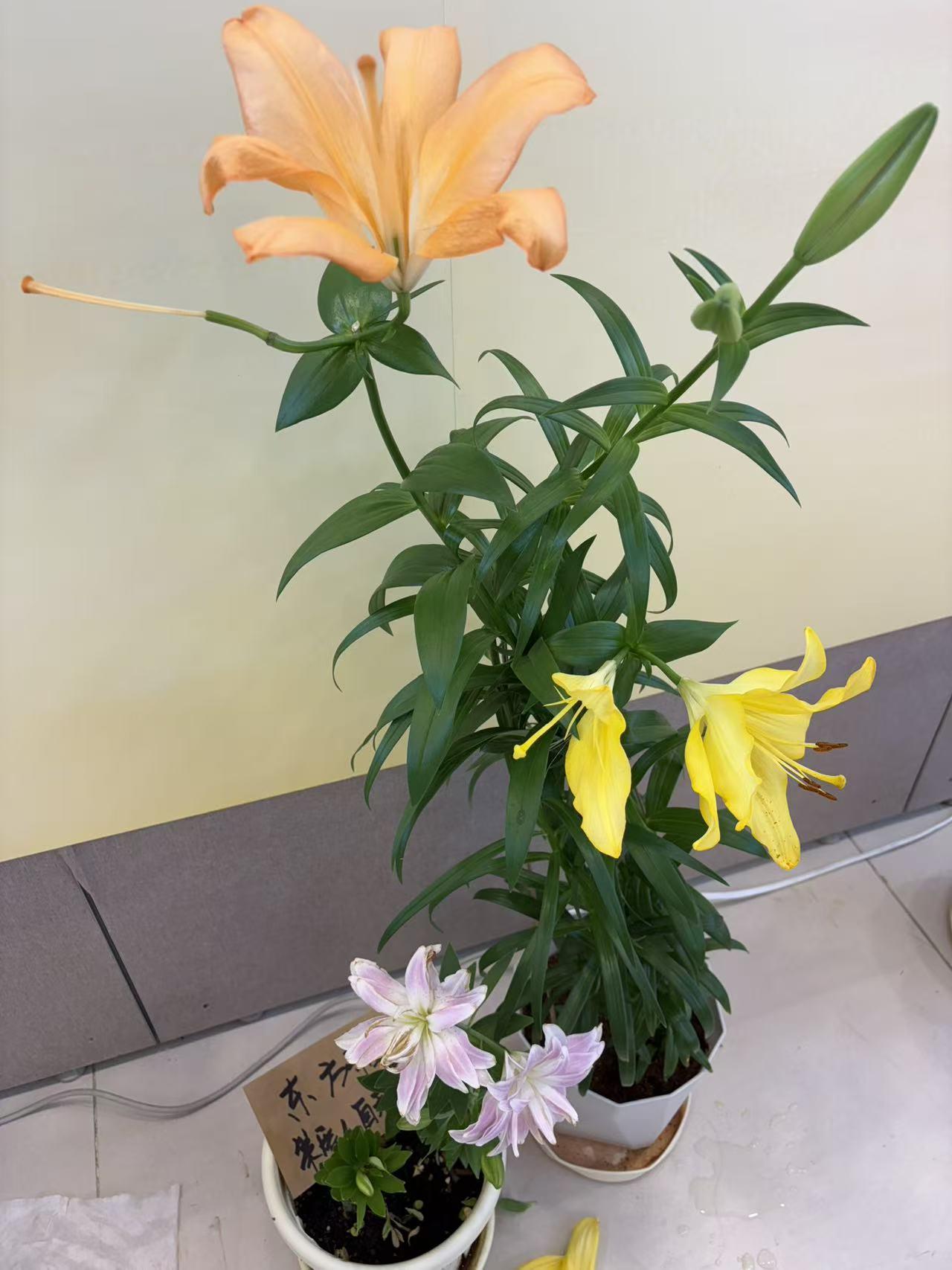 天生丽质真的能打败后天努力吗? 天生丽质真能打败后天努力吗？看看刘亦菲和杨颖就知