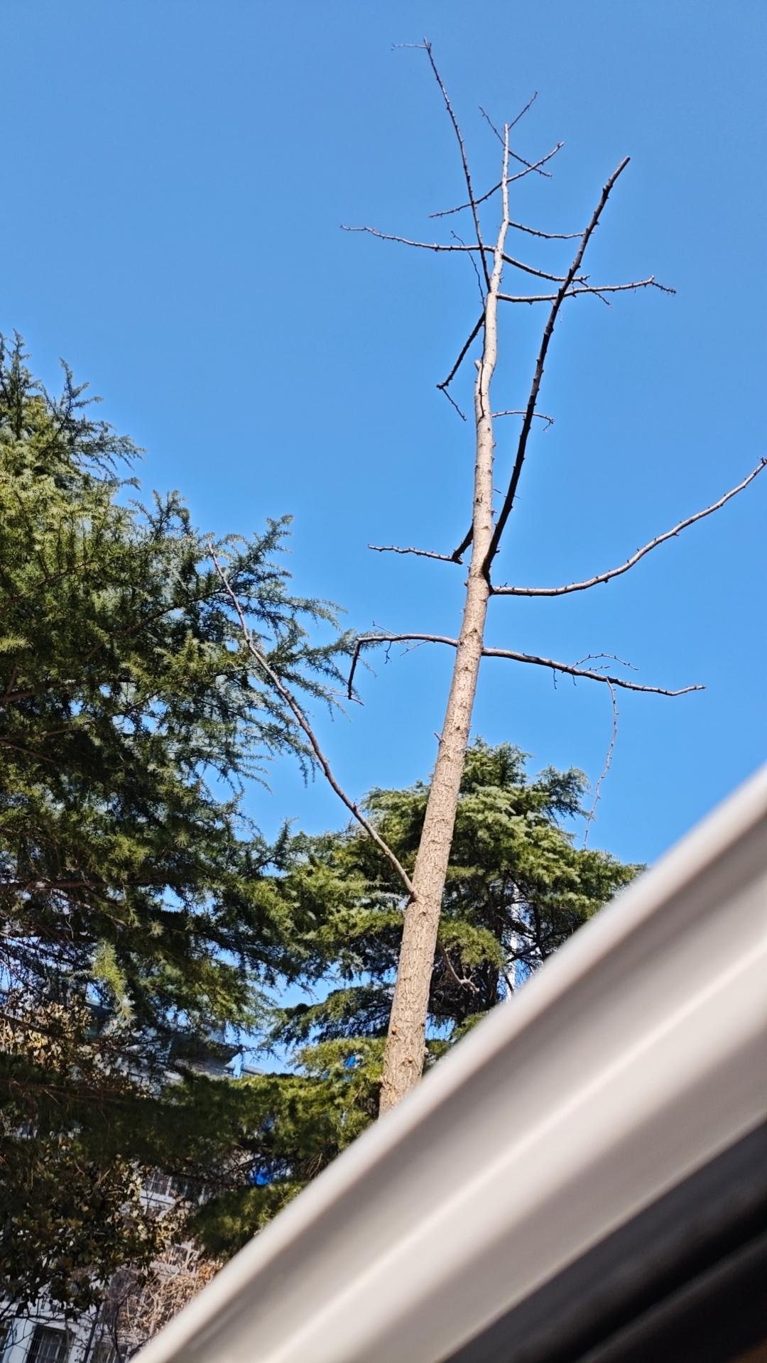 mini不知所踪！当我发现二千二百贯飘游在河中，就俩字:心痛！