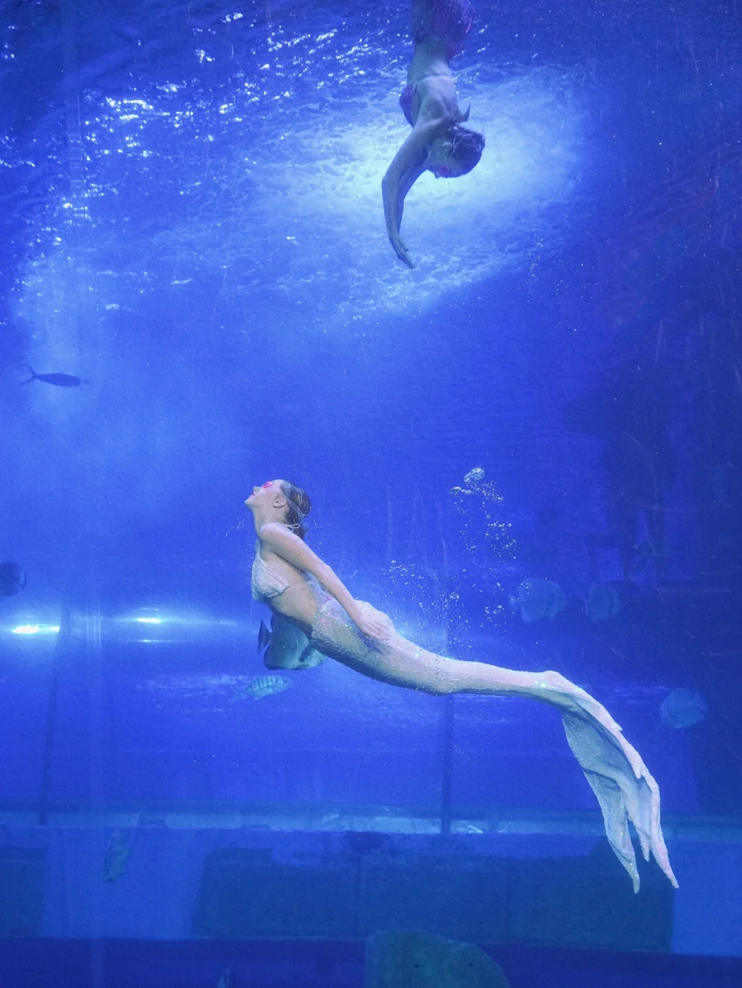 🐬不用出广州就能看海洋世界啦